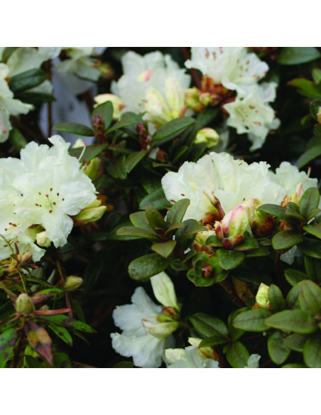 Różanecznik lapoński Cream Crest Rhododendron lapponicum