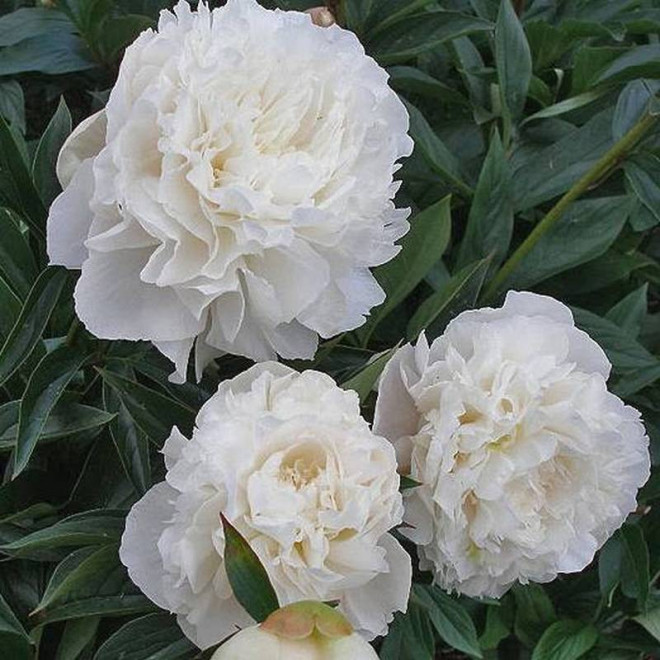 Madame Claude Tain Paeonia Piwonia