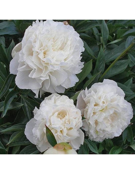 Madame Claude Tain Paeonia Piwonia