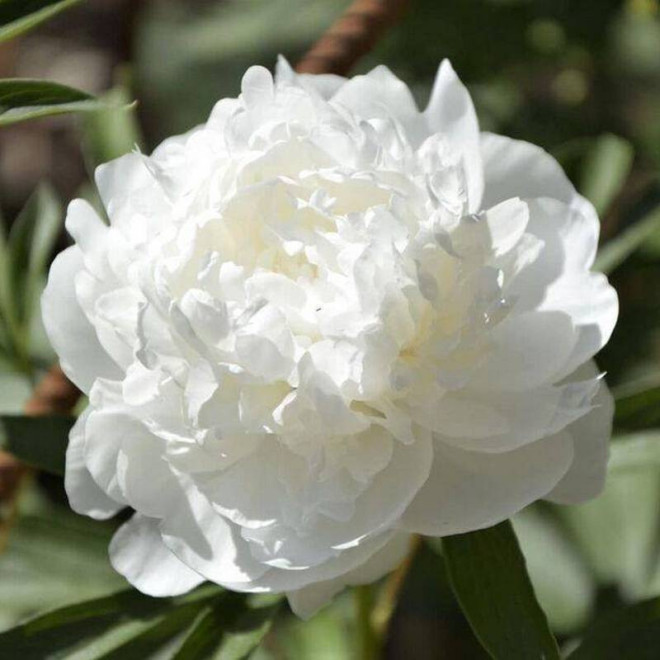 Piwonia Paeonia Madame Claude Tain