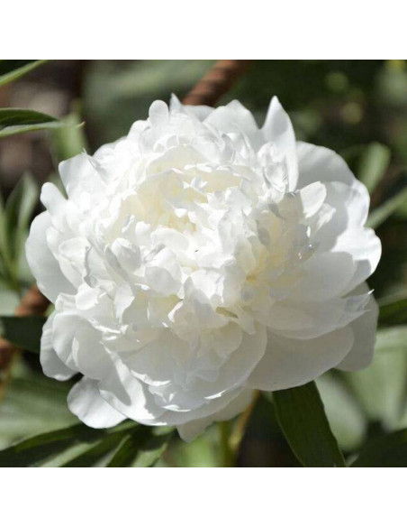 Piwonia Paeonia Madame Claude Tain