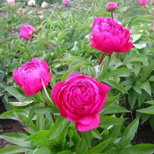 Piwonia Louis van Houtte Paeonia