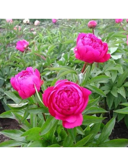 Piwonia Louis van Houtte Paeonia