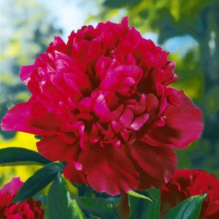 Piwonia Louis van Houtte Paeonia 2