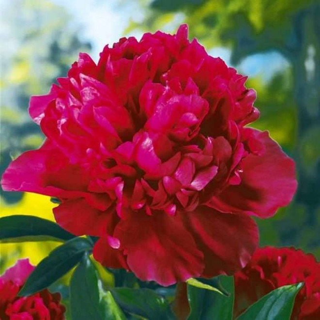 Louis van Houtte Paeonia Piwonia