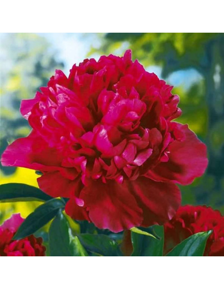 Louis van Houtte Paeonia Piwonia