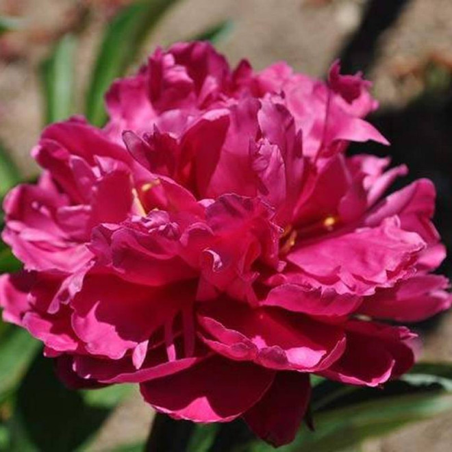 Piwonia Paeonia Louis van Houtte