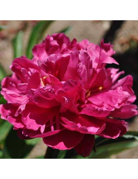 Piwonia Paeonia Louis van Houtte