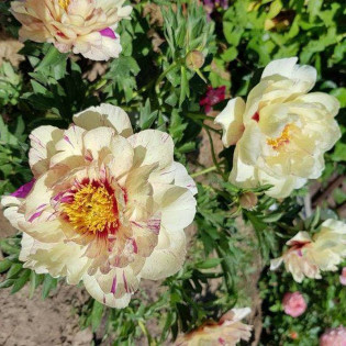 Lollipop Paeonia Piwonia