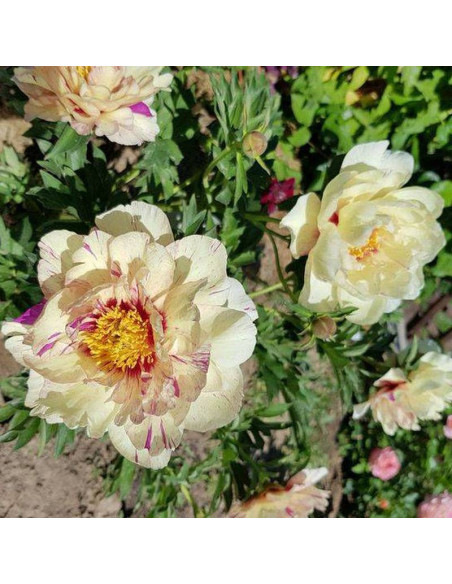 Lollipop Paeonia Piwonia