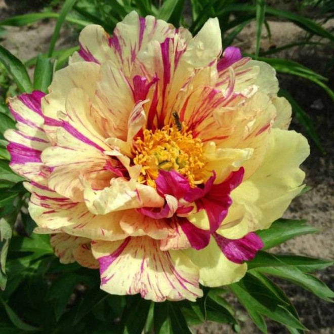 Piwonia Lollipop Paeonia