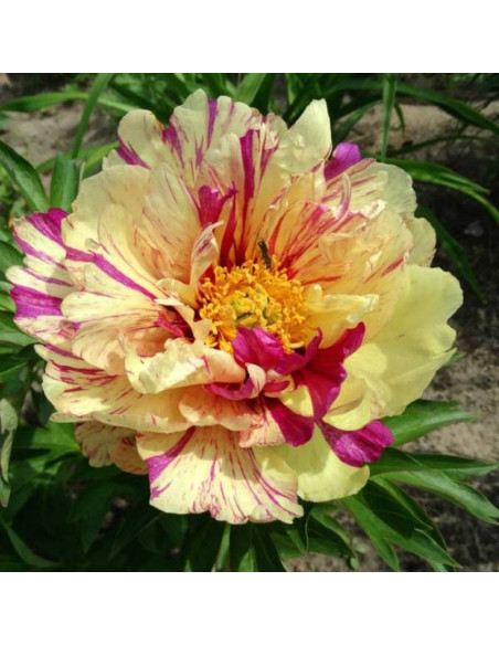 Piwonia Lollipop Paeonia