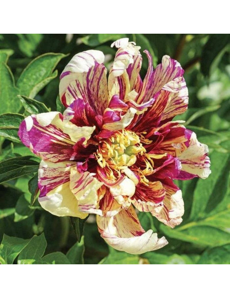 Piwonia Paeonia Lollipop