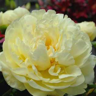 Piwonia Lemon Chiffon Paeonia