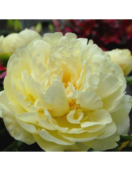 Piwonia Lemon Chiffon Paeonia