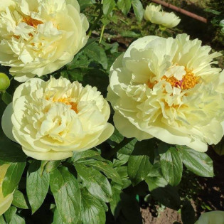 Piwonia Lemon Chiffon Paeonia 2