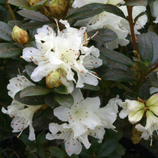 Różanecznik lapoński Cream Crest Rhododendron lapponicum 2