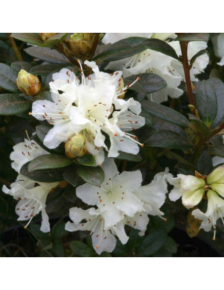 Cream Crest Różanecznik lapoński Rhododendron lapponicum