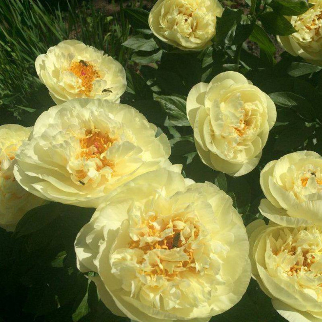 Piwonia Paeonia Lemon Chiffon