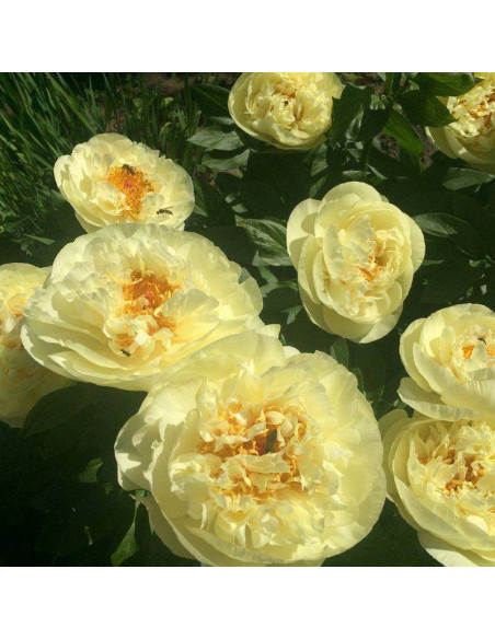 Piwonia Paeonia Lemon Chiffon