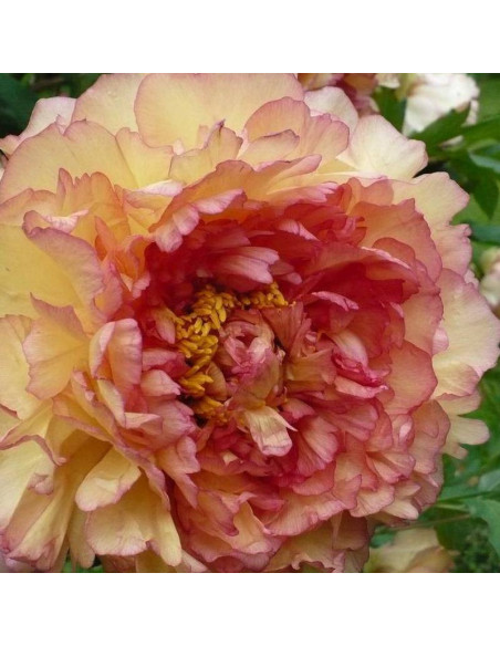 Lemoine'a Souvenir de Maxime Cornu Paeonia ×lemoinei Piwonia