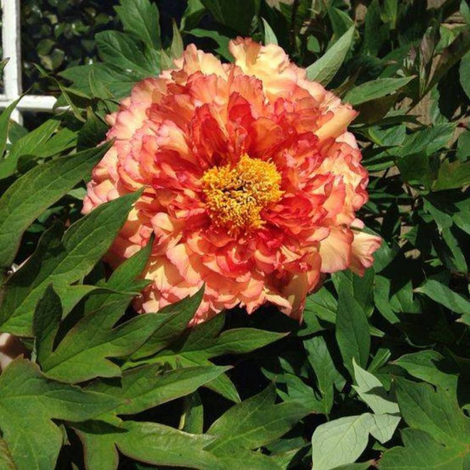 Piwonia Lemoine'a Souvenir de Maxime Cornu Paeonia ×lemoinei