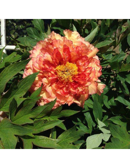 Piwonia Lemoine'a Souvenir de Maxime Cornu Paeonia ×lemoinei