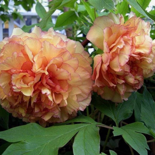 Piwonia Paeonia ×lemoinei Lemoine'a Souvenir de Maxime Cornu