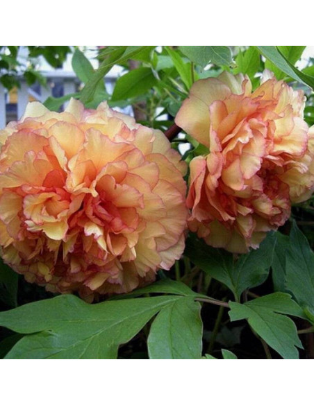 Piwonia Paeonia ×lemoinei Lemoine'a Souvenir de Maxime Cornu