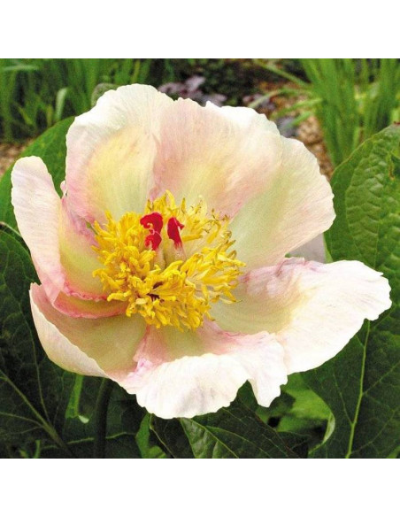 Piwonia Le Printemps Paeonia