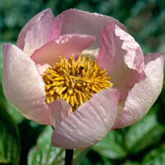 Le Printemps Paeonia Piwonia