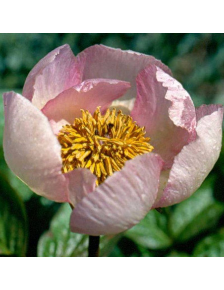 Le Printemps Paeonia Piwonia