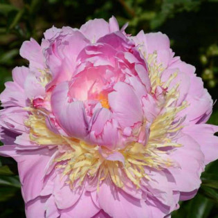 Piwonia Lavon Paeonia