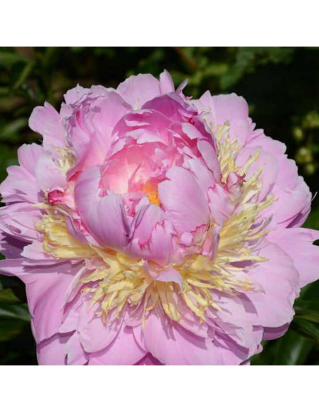 Piwonia Lavon Paeonia