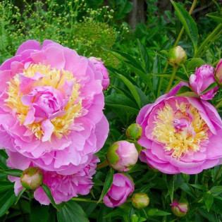 Piwonia Lavon Paeonia 2
