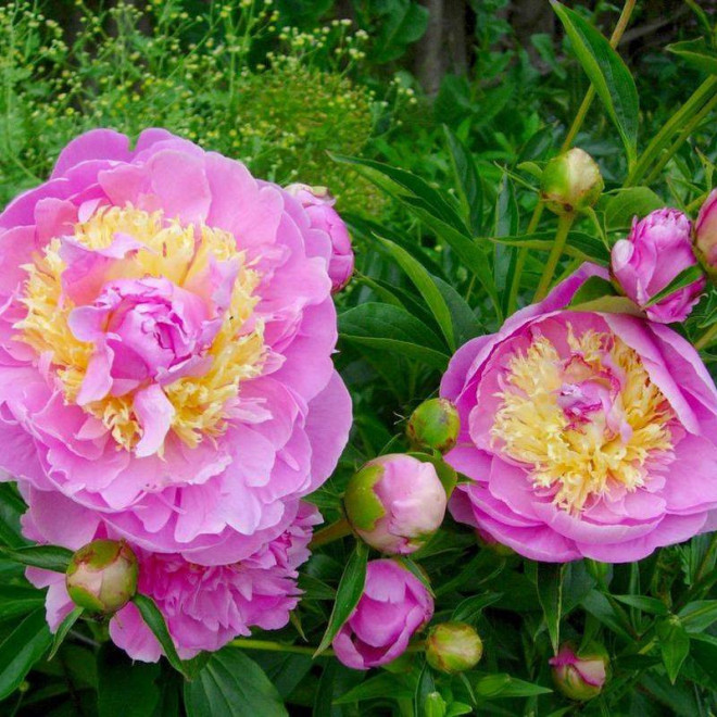 Lavon Paeonia Piwonia