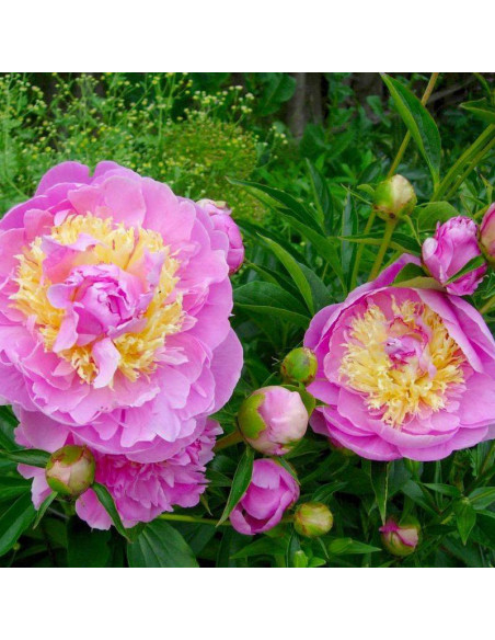 Lavon Paeonia Piwonia