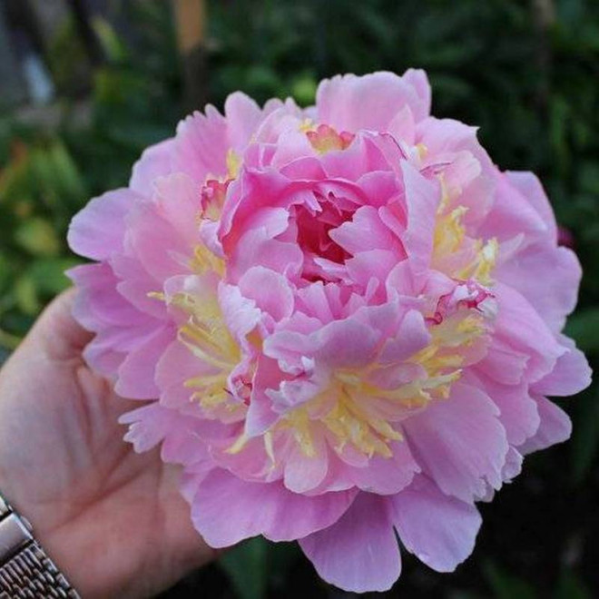 Piwonia Paeonia Lavon