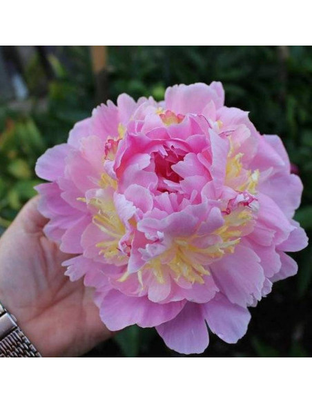 Piwonia Paeonia Lavon