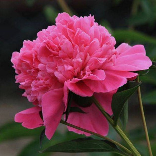 Piwonia chińska Paeonia lactiflora