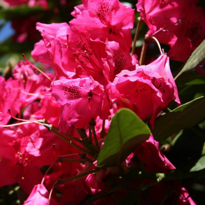 Różanecznik Nova Zembla Rhododendron