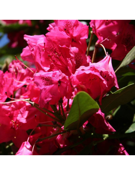Różanecznik Nova Zembla Rhododendron