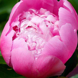 Piwonia chińska Paeonia lactiflora 2