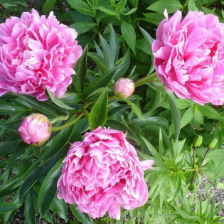 Piwonia Koningin Wilhelmina Paeonia