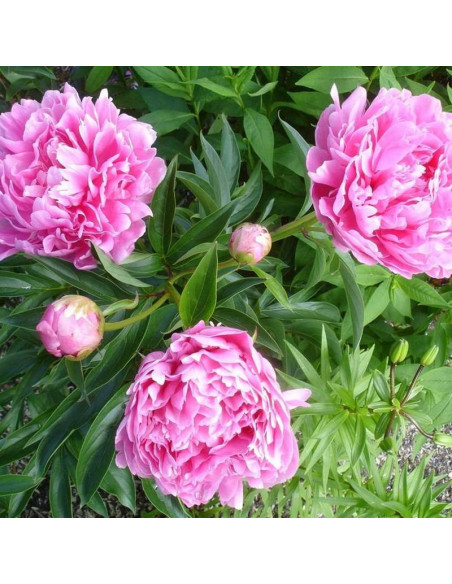 Piwonia Koningin Wilhelmina Paeonia