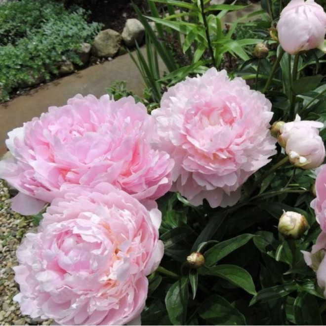 Koningin Wilhelmina Paeonia Piwonia