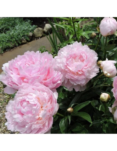 Koningin Wilhelmina Paeonia Piwonia