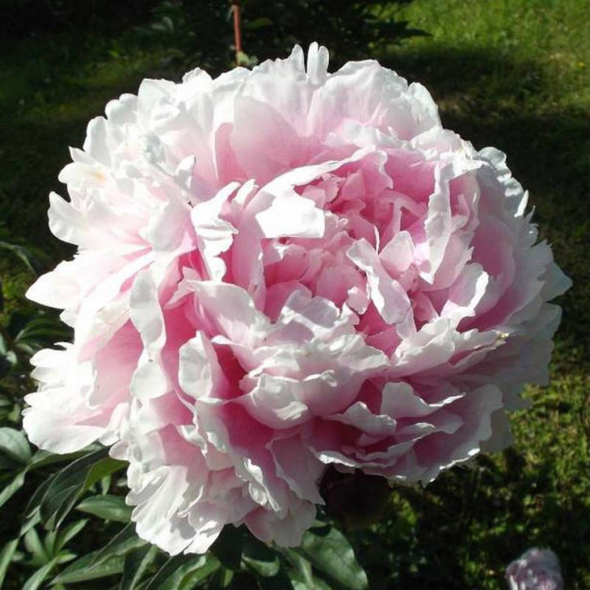 Piwonia Paeonia Koningin Wilhelmina
