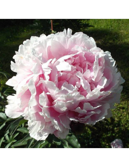 Piwonia Paeonia Koningin Wilhelmina