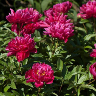 Piwonia Karl Rosenfield Paeonia